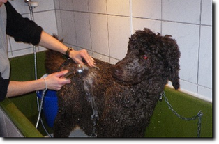 Hundesalon Pashkin Diana Sarbach 3510 Freimettigen